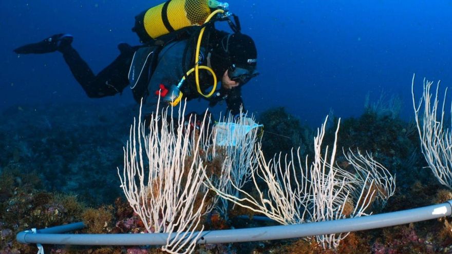 Víctor Orenes haciendo tareas de investigación en las profundidades de la costa de Cabo de Palos.