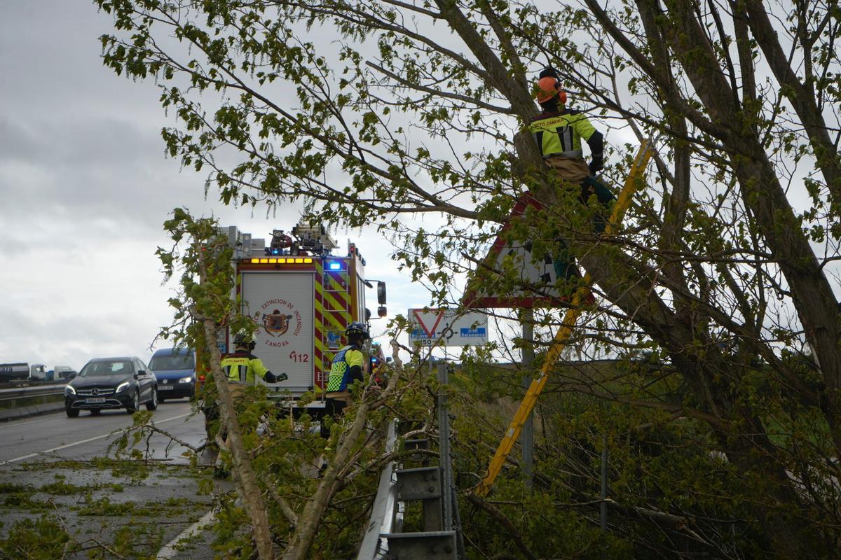 Los Bomberos de Zamora talan el árbol en la carretera.