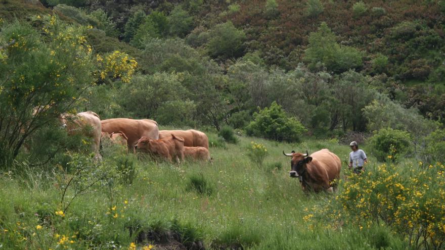 Silvopastoralismo, una actividad imprescindible para una ganadería sostenible