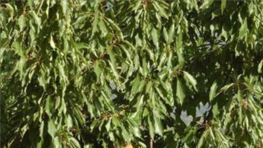 Las lluvias causan daños en la cosecha de cerezas