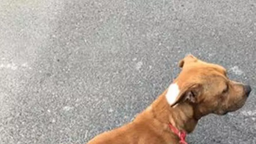 Abandono y maltrato animal en Marzagán