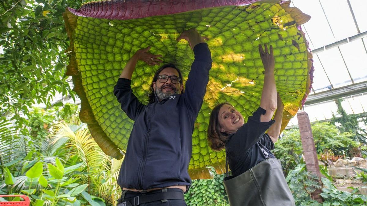 El español Carlos Magdalena con el nuevo nenúfar gigante