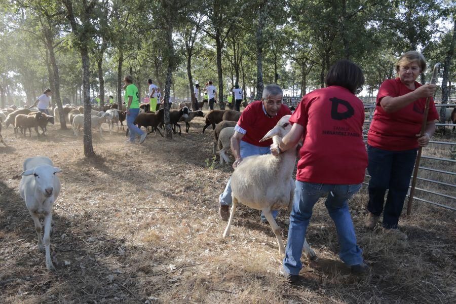 Fiesta de la Trashumancia en San Vitero