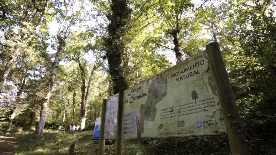 El estado de conservación del bosque es, según la Xunta, positivo. |  // BERNABÉ/JAVIER LALÍN