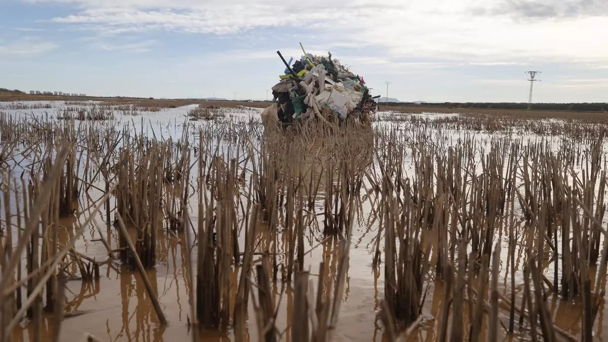 Desastre sin precedentes en la Albufera: peligra la pesca, la fauna y el arrozal