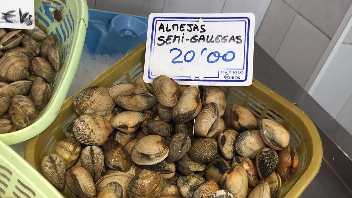 Almejas semi-gallegas