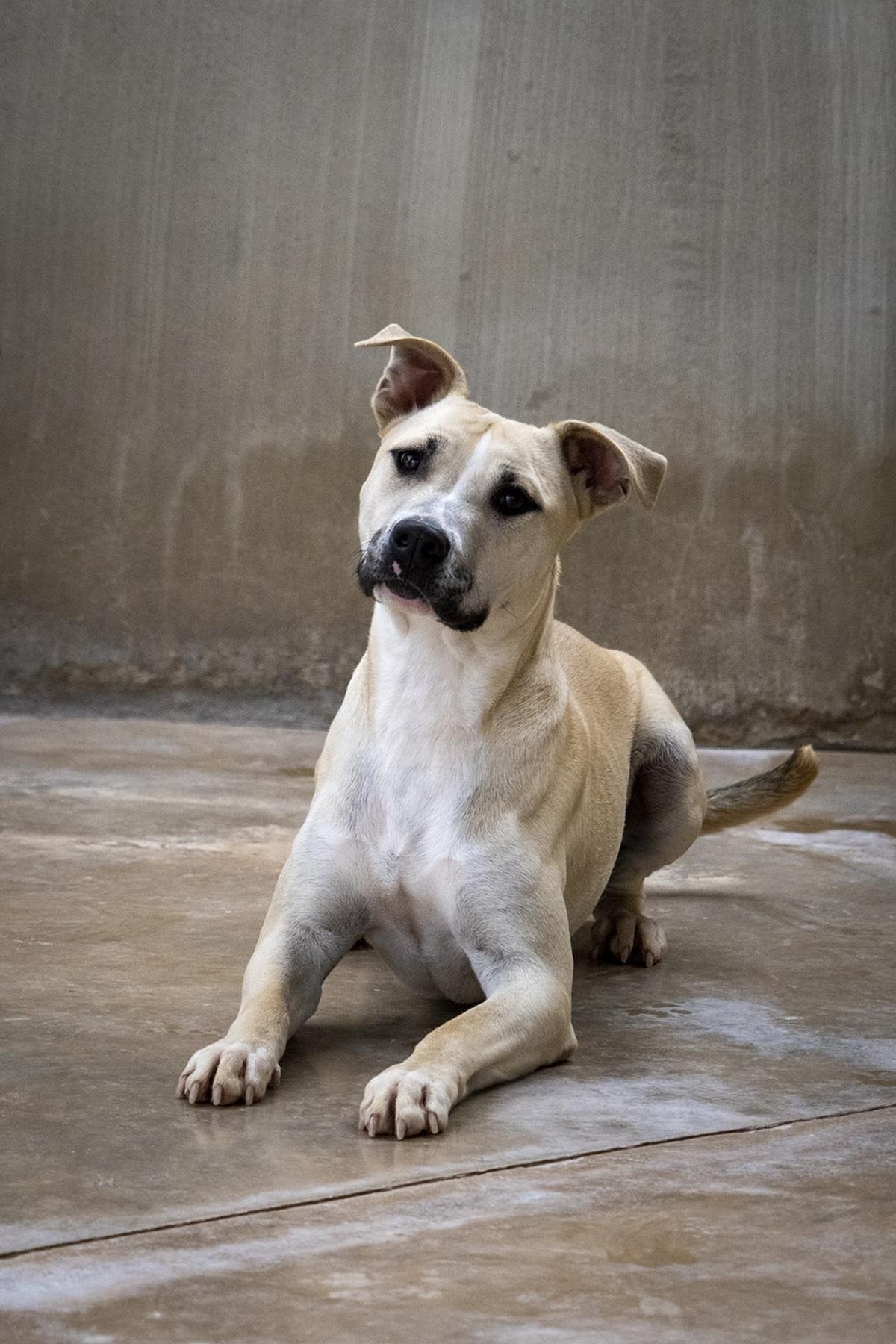 Uno de los perros que cuida la protectora AUPA de València y que pueden ser adoptados.