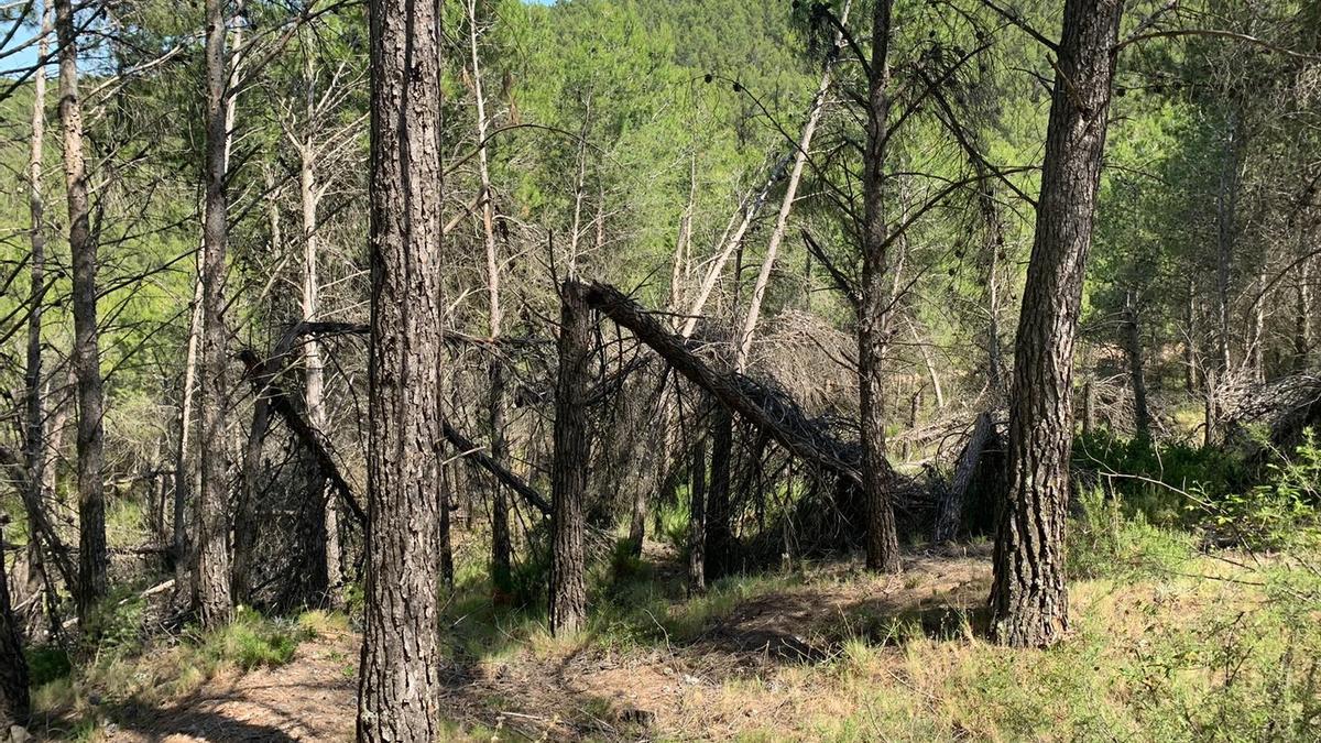 Los pinos caídos siguen amontonados en Torás desde que una nevada se los llevara por delante en enero del 2017.