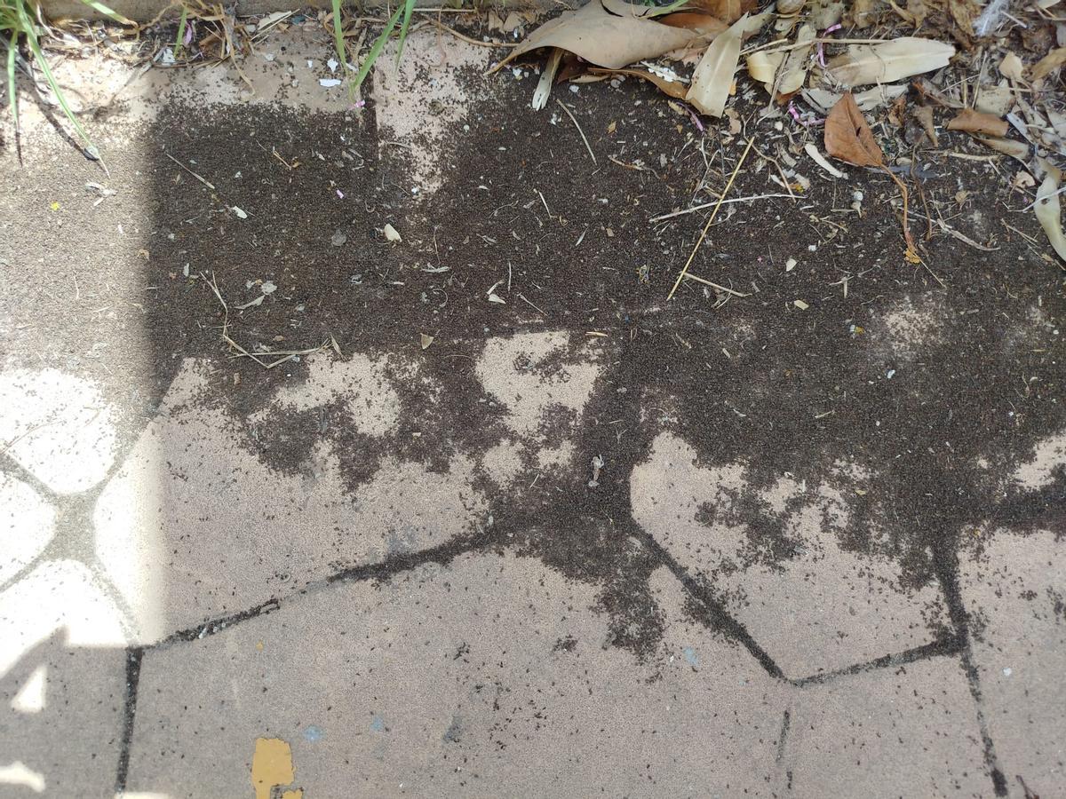 Els insectes retirats durant un dia al jardí d'una casa
