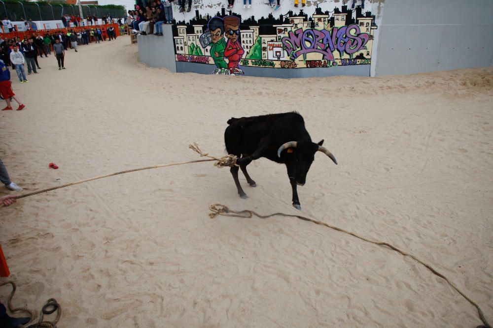 Maniobra para "capturar" una vaquilla