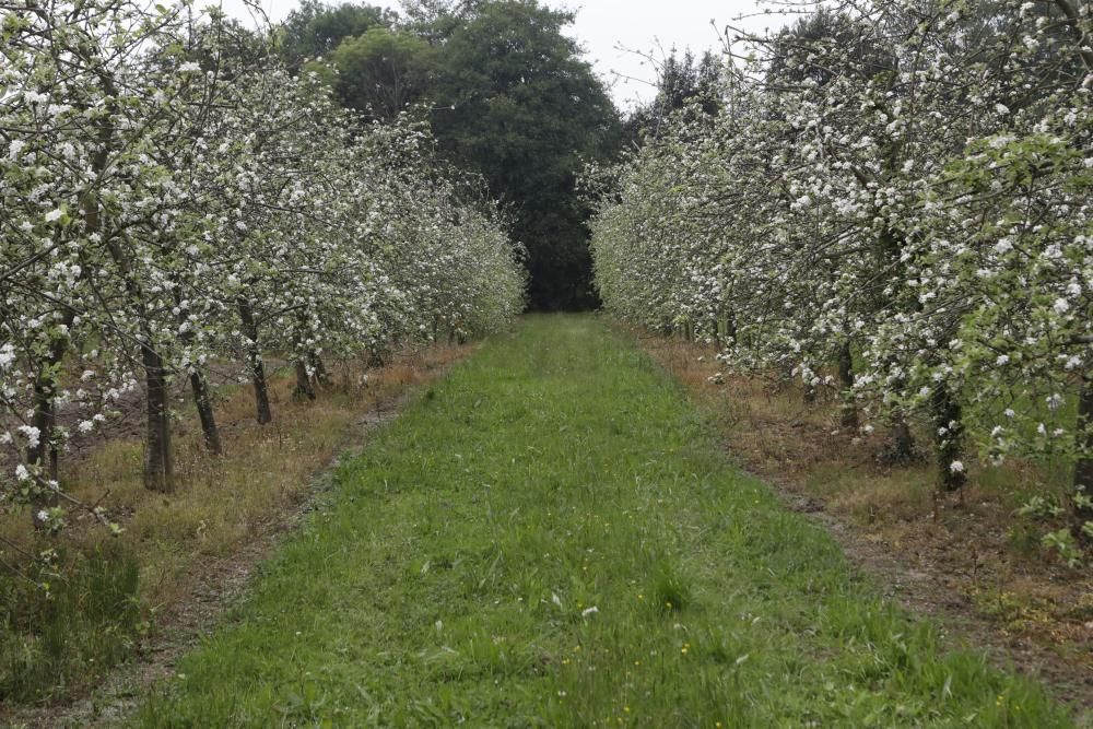 Manzanos en flor en Serín