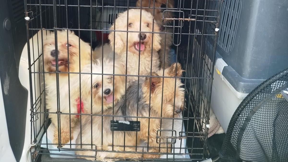 Algunos de los canes confiscados