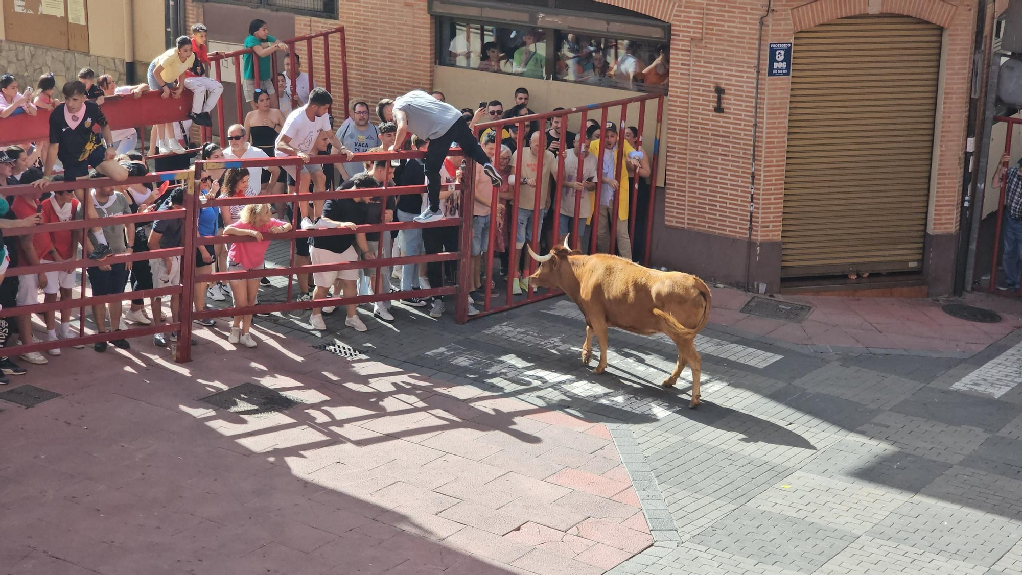 GALERÍA | Emoción y muchas carreras con la vaca Rabona