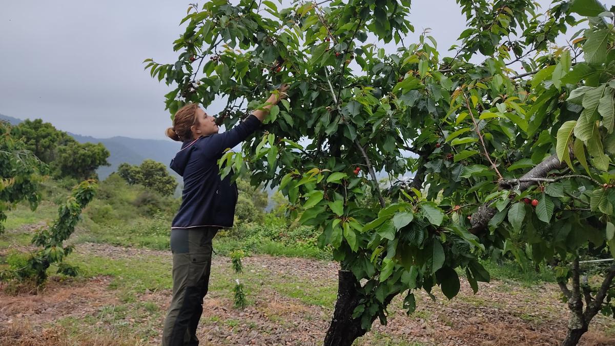 Una agricultura coge cerezas en Villamalur.