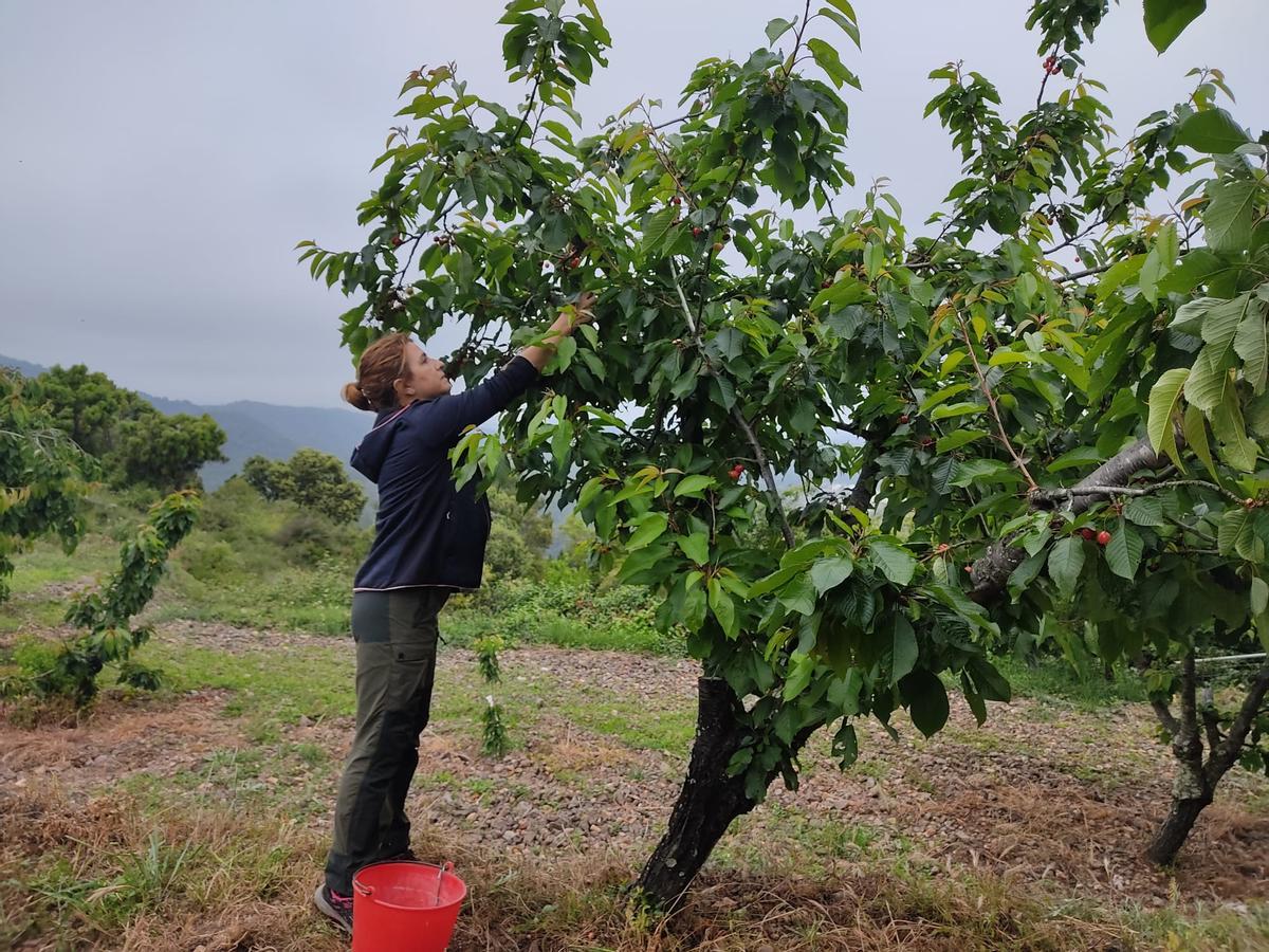 Una agricultura coge cerezas en Villamalur.
