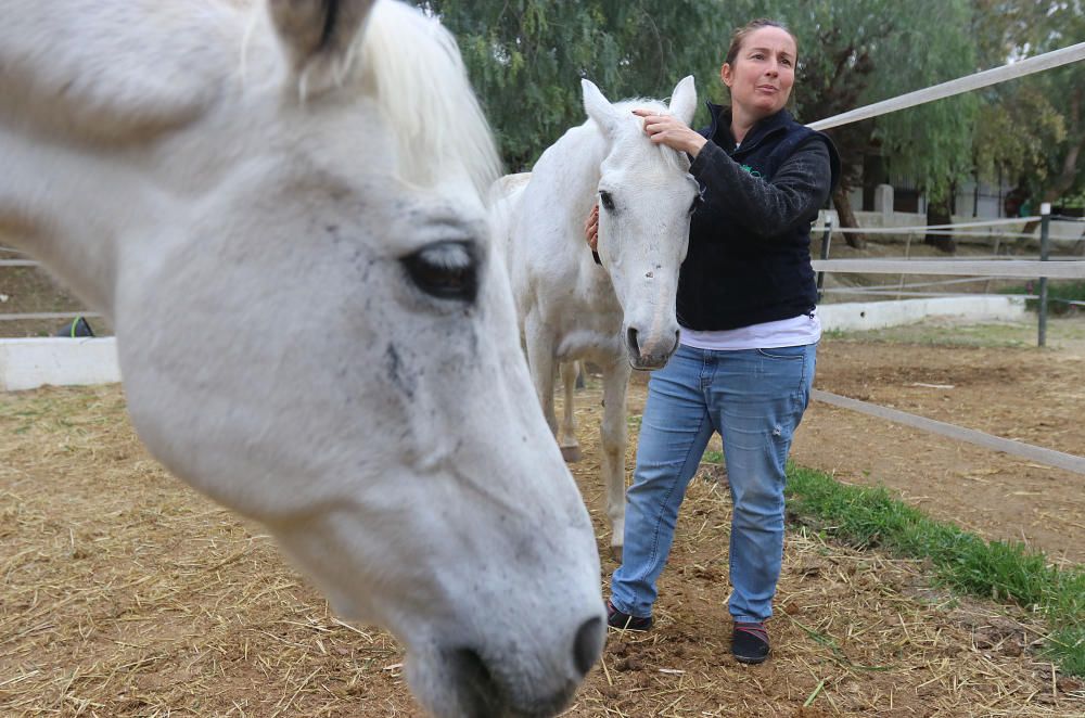 Santuario de caballos CYD Santa María en Alhaurín