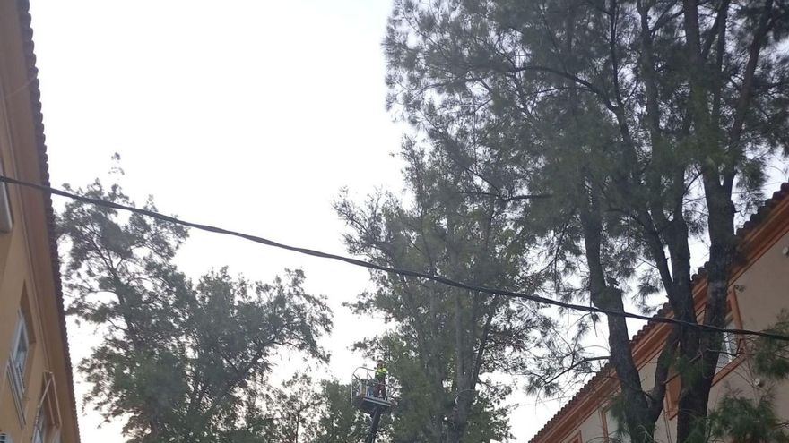 Los técnicos inspeccionan un ejemplar en el barrio de Vistabella.