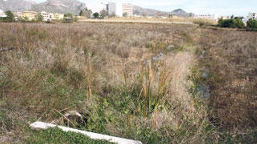 Imagen de la zona húmeda de l´Ullal, en el Port de Pollença, actualmente suelo rústico.