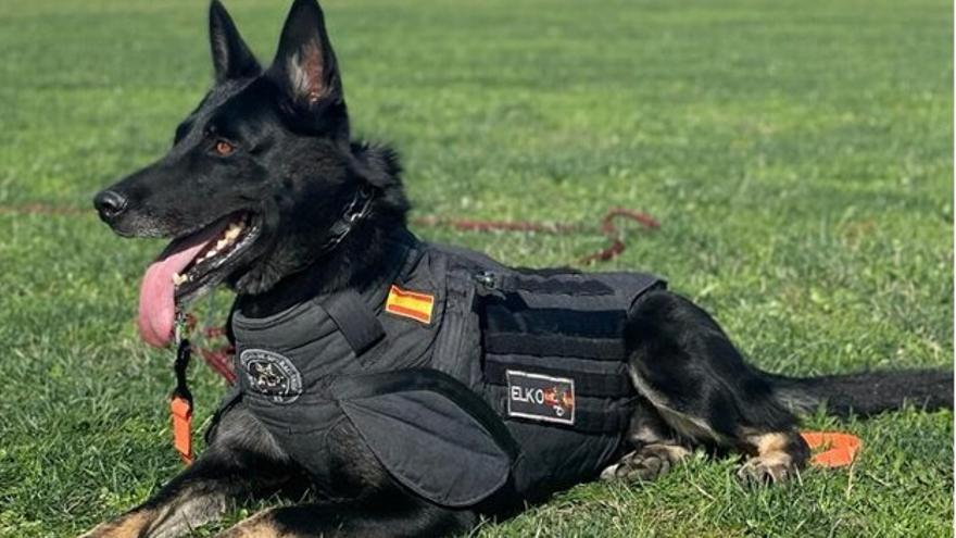 Elko: el perro de los GEO que rompió la resistencia del hombre atrincherado en Murcia