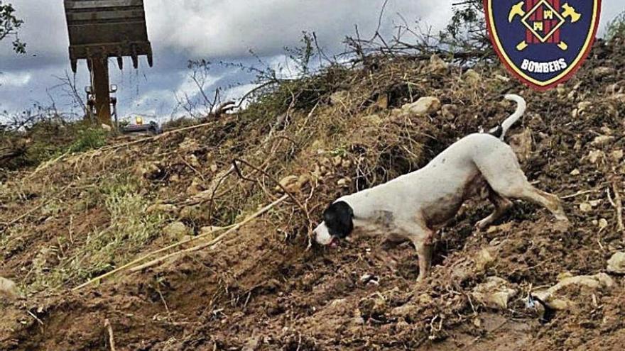 &#039;Perry&#039;, el perro de los Bombers fallecido esta semana, en el operativo en Sant LlorenÃ§.