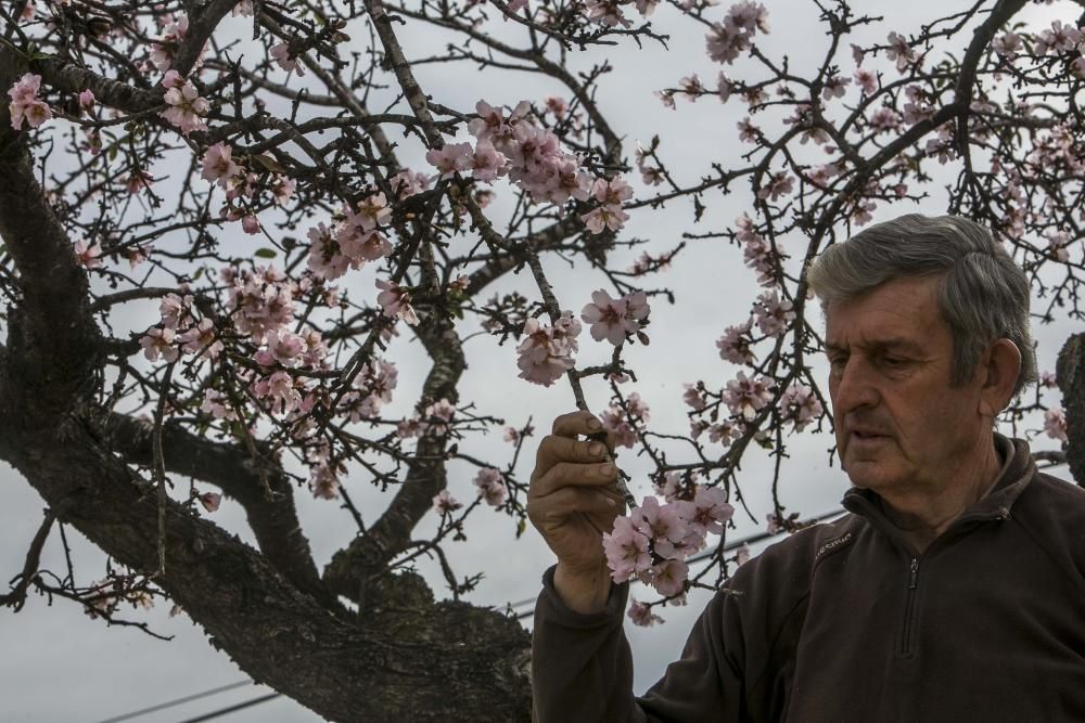 Los almendros comienzan la floración en Elche