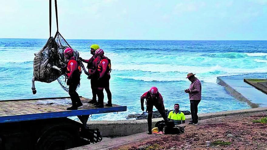 Rescate Delta Agaete saca de la costa de Gáldar el cadáver de un toro