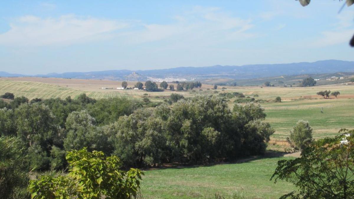 Bosque isla de gran importancia para la conservación de la biodiversidad.