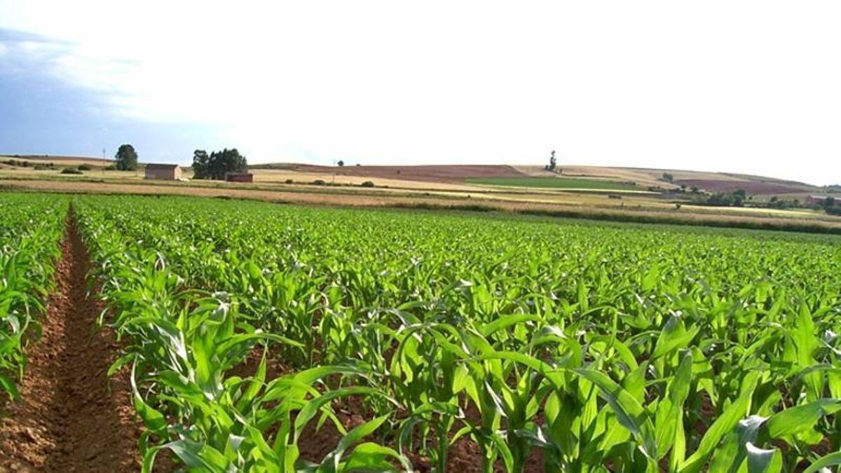 Plantación de maíz en un campo extremeño.