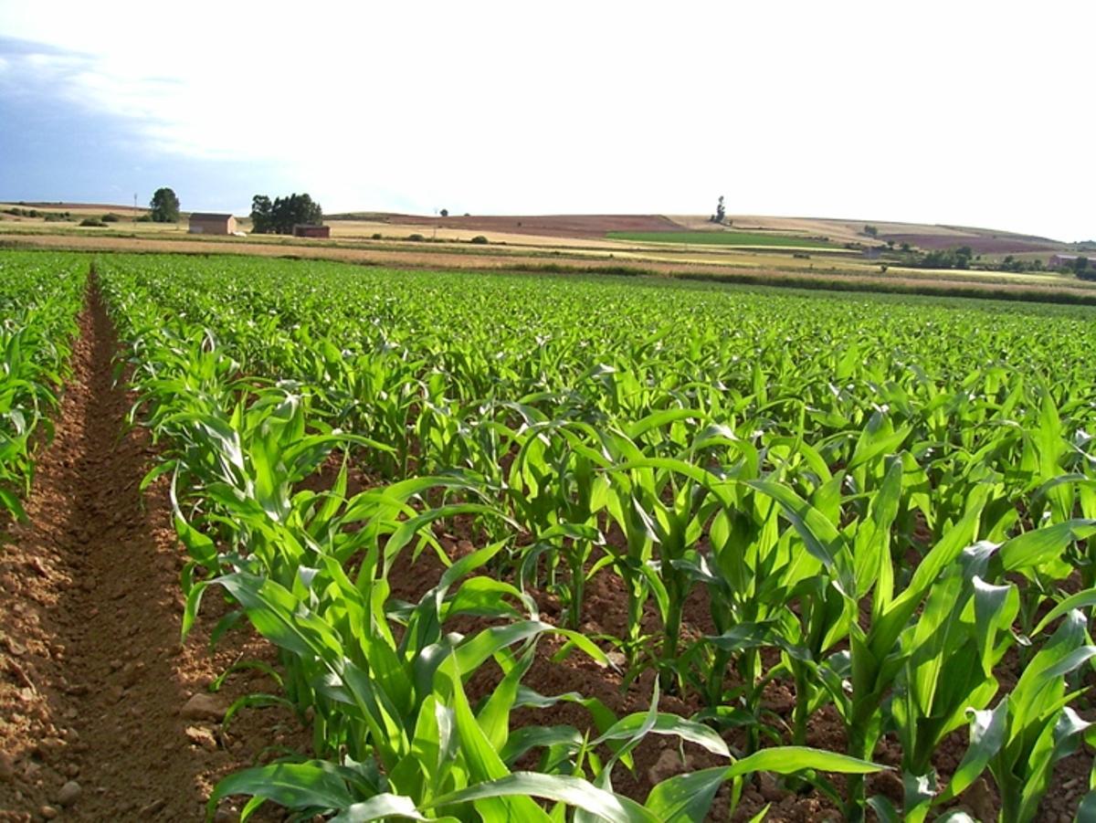 Plantación de maíz en un campo extremeño.