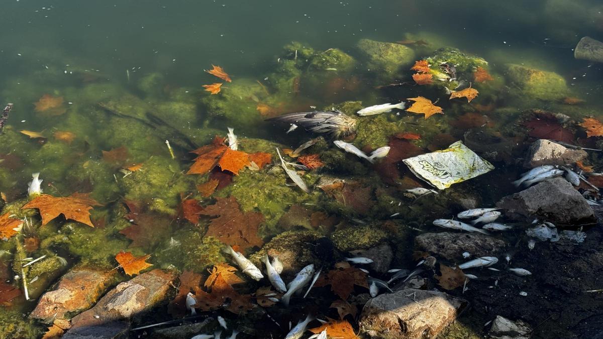 Aparición de peces muertos en la charca de Las Albercas, en Don Benito.