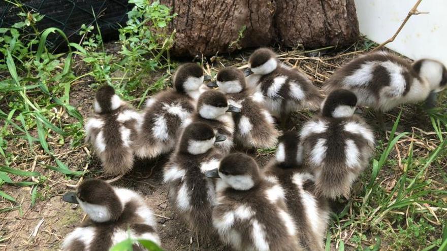 Canarias se &#039;libra&#039; de la migración de aves salvajes infectadas con gripe aviar