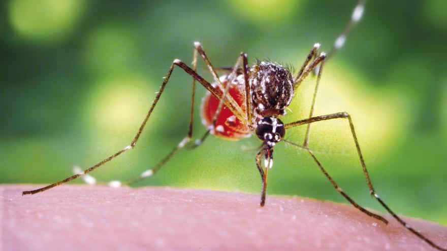 El zika | En unos meses, el nombre de un virus desconocido se ha convertido en el protagonista de las próximas olimpiadas. El &quot;zika&quot; es sin duda en una de las máximas preocupaciones para los atletas asistentes. En España, primero fue Pau Gasol el que hizo sonar las alarmas, aunque finalmente sí acudirá a la cita. Sin embargo, son otros los deportistas de talla mundial los que han echado atrás en el último momento. Entre ellos, el golfista número uno del ranking mundial Jason Day.