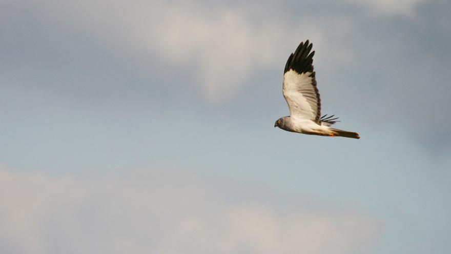 Un aguilucho pálido.