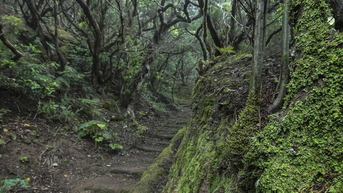 Sendero en Anaga.