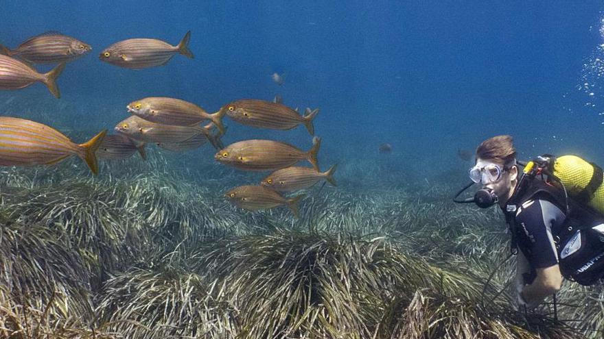 Praderas submarinas de posidonia en las Pitiusas.