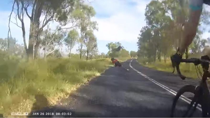 Un canguro cae sobre un ciclista
