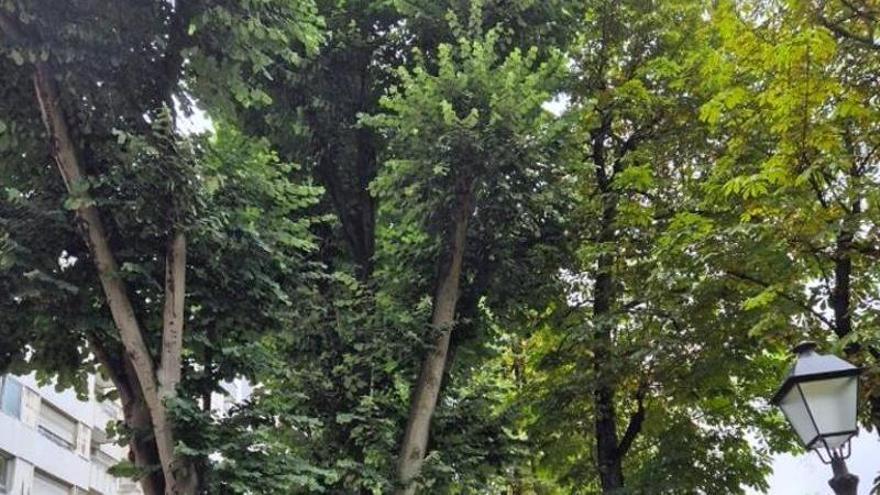 Adiós a un tilo centenario del campo San Francisco en Oviedo: el árbol se talará por motivos de seguridad