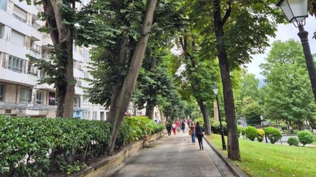 La Tilia tomentosa inclinada que será talada este jueves