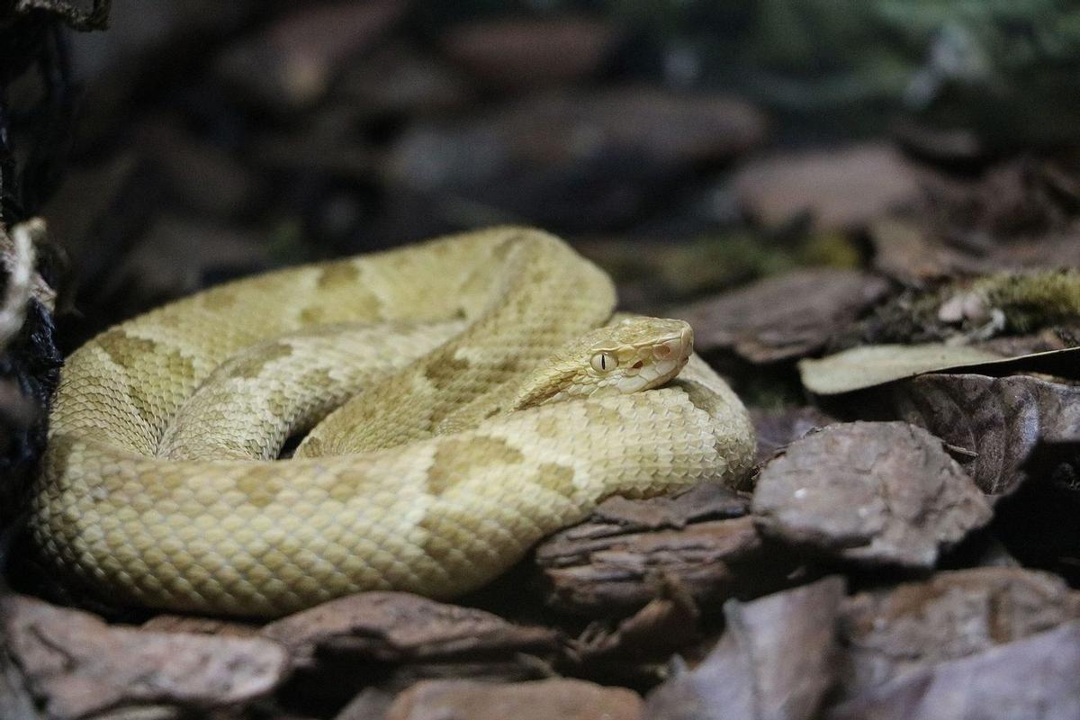 Bothrops Insularis, Isla de las Cobras