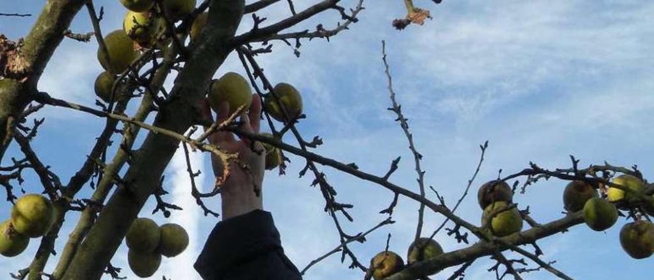 Recolectaron las manzanas de invierno estos días.