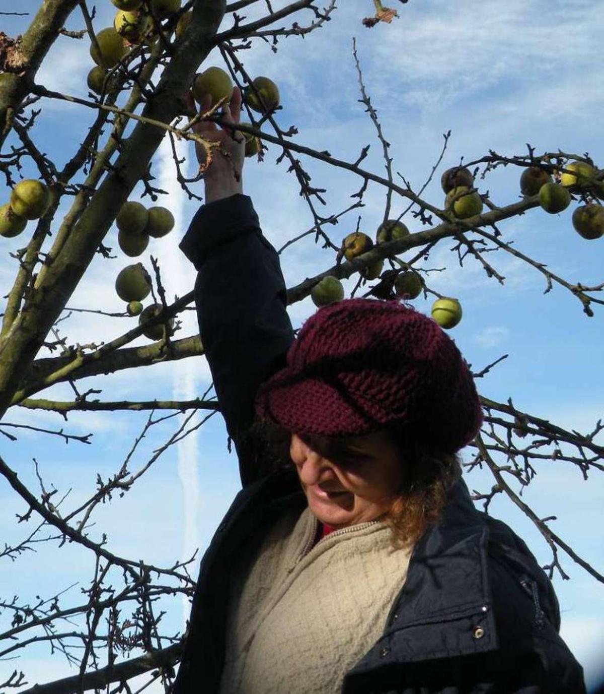 Recolectaron las manzanas de invierno estos días.