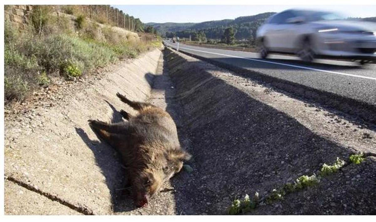 Un jabalí atropellado en la cuneta de la CV-50, entre Alzira y la Barraca, en una imagen de archivo.