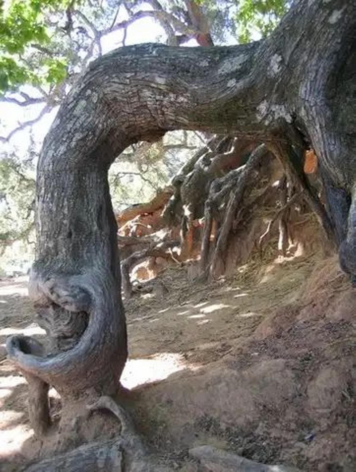 Raíces del ejemplar centenario Castaño Santo.