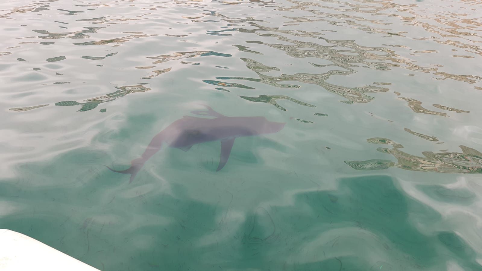 Aparece un tiburón de dos metros en Benidorm