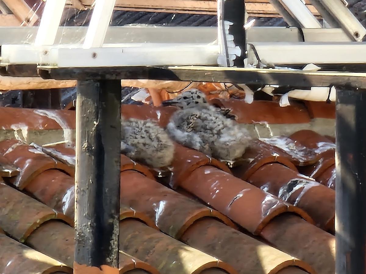 Dos de los pollos.