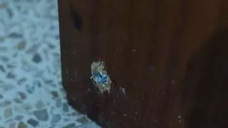 Dos sicarios tirotean el piso de la madre de un narco en el distrito de Patraix, en València