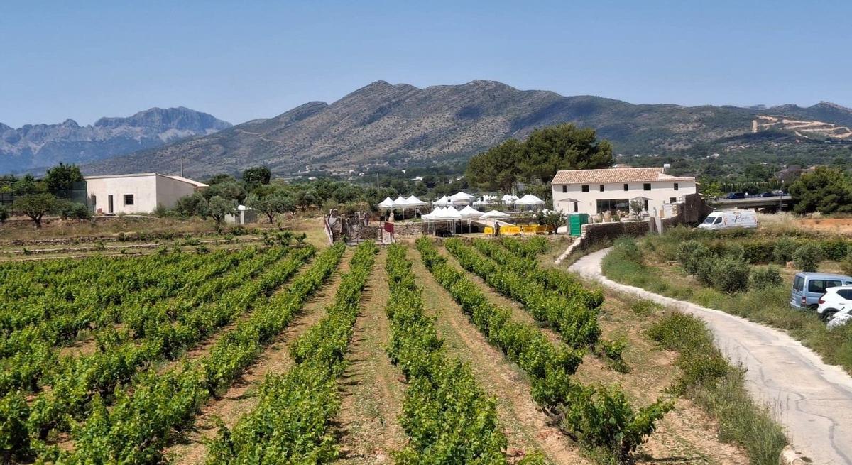 La preciosa finca de viñedos, en la partida Canor de Benissa, donde está el restaurado riurau, que ahora tiene uso de bodega