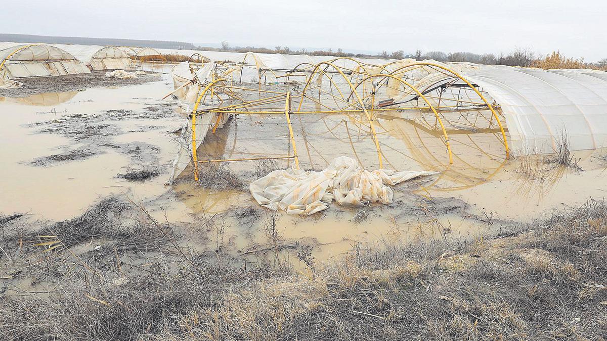 Los invernaderos anegados de un agricultor en Villafranca, donde esperaba recoger 5.000 kilos de bisaltos.