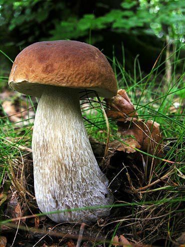 Boletos o andoas. Los 'boletus edulis' son una de las setas que ya pueden verse en Galicia. Habitual en 'carballeiras' y pinares tiene un gran sombrero color pardo.