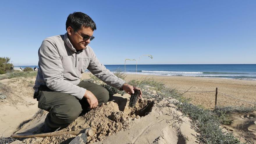 Una repoblación en las dunas del Molino del Agua preparada para el cambio climático